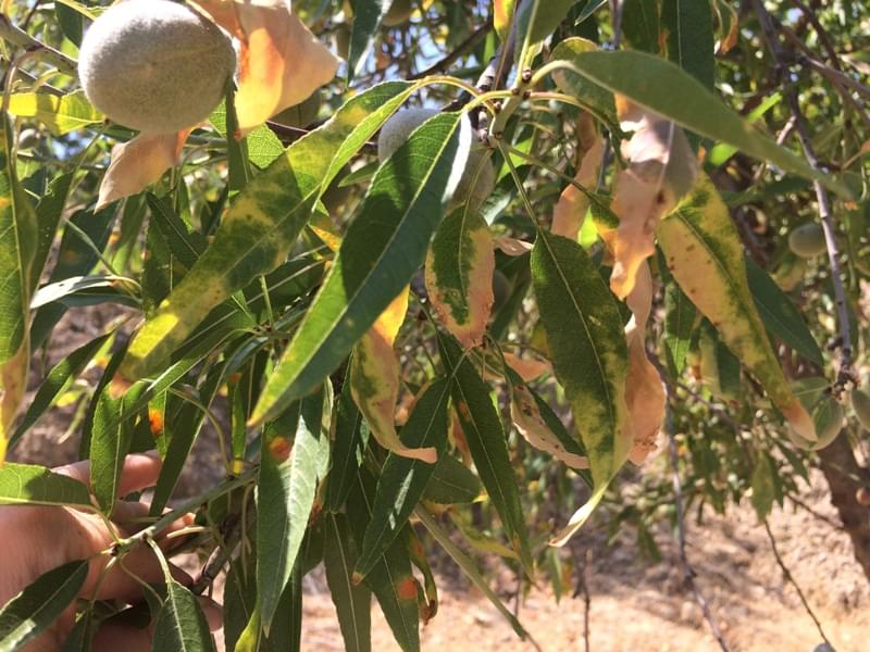 Xylella fastidiosa